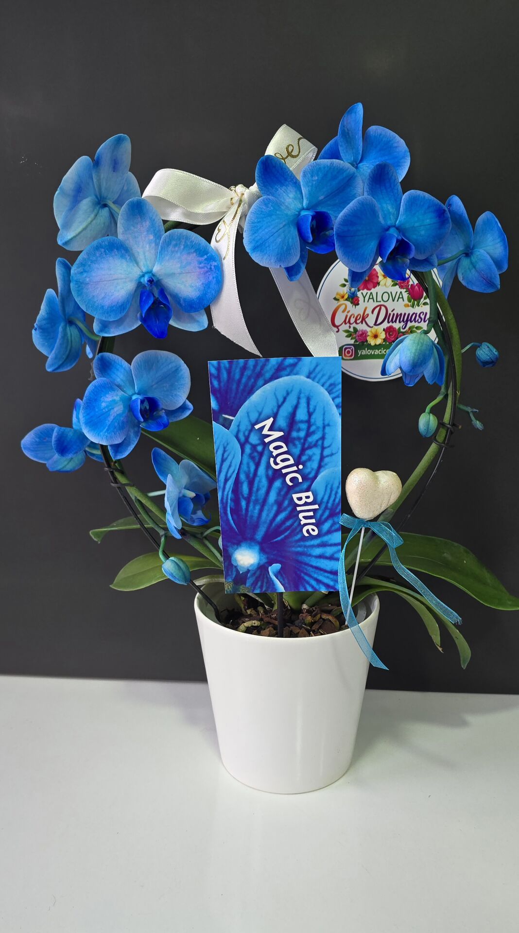 Magic Blue Orkide Aranjmanı